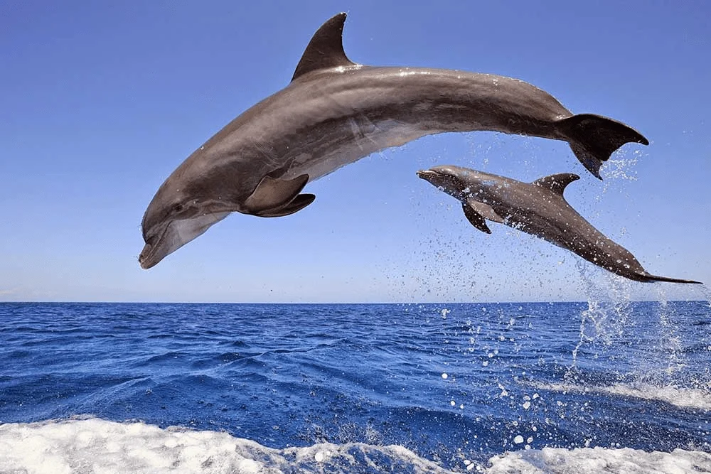Dolphins frolicking in Hurghada's waters.