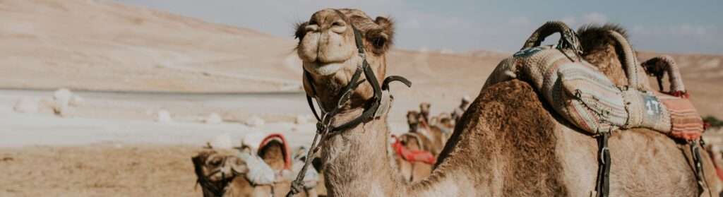 Paquete de viaje de 6 días en Egipto - Tour a El Cairo, Luxor, Abu Simbel y Alejandría - Egypt Tours Group (ES)