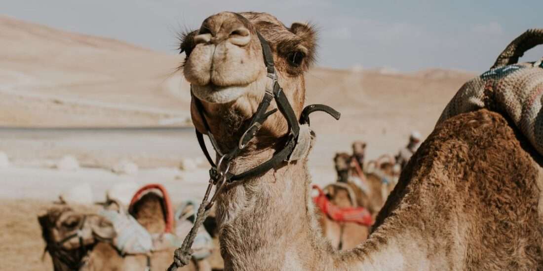 Paquete de viaje de 6 días en Egipto - Tour a El Cairo, Luxor, Abu Simbel y Alejandría - Egypt Tours Group (ES)