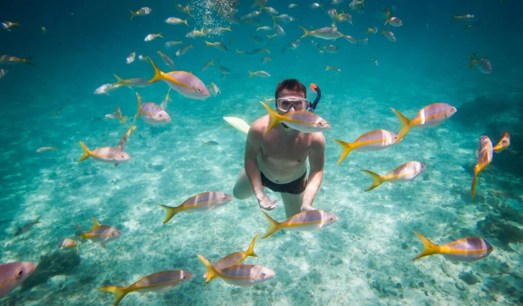 Snorkeler swimming among a school of fish underwater.
