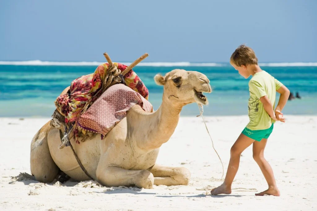 Child beside a camel on a beach.