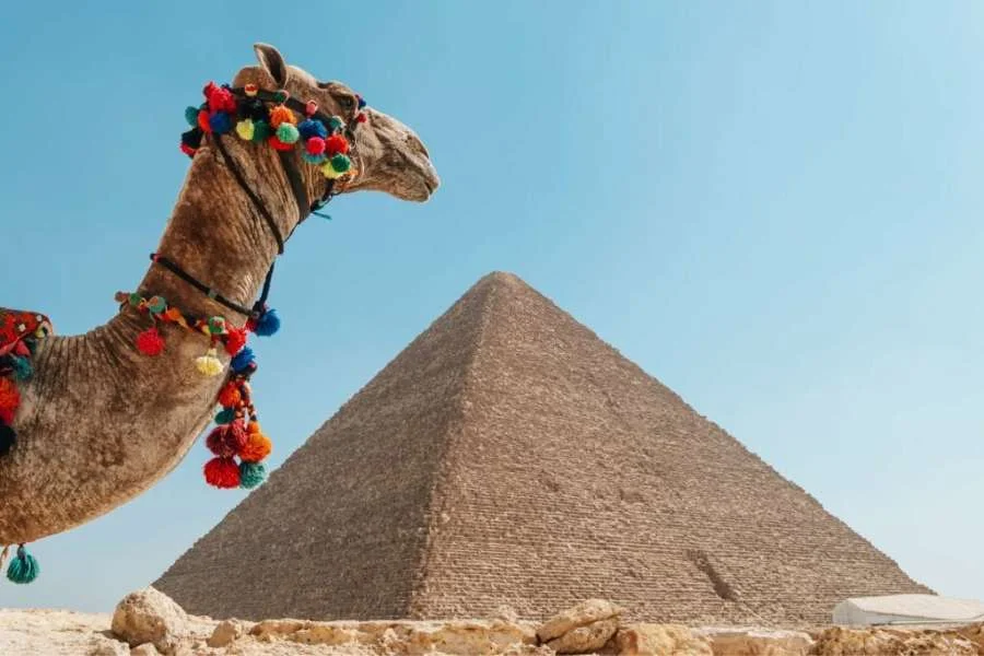 Camel front of Pyramid of Khufu, Great Pyramid of Giza