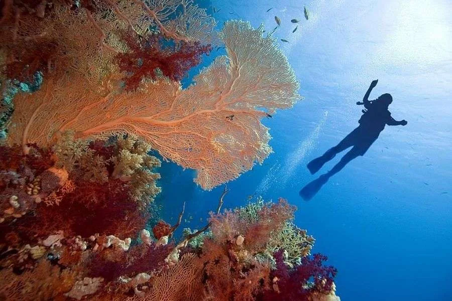 Coral Reefs in Sharm El Sheikh