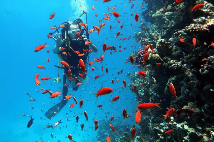 A-diver-in-red-sea.