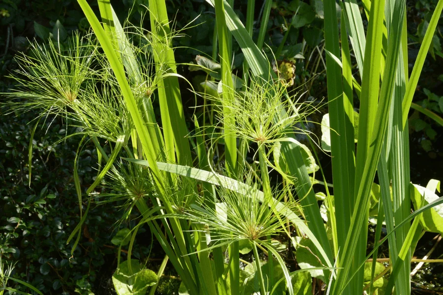 Papyrus aquatic plant.