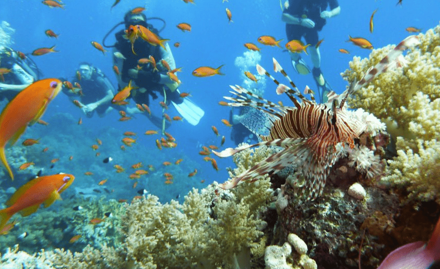 Sharm El Sheikh scuba diving, fun activity during our 12 Days Cairo, Nile Cruise & Sharm El Sheikh Tour