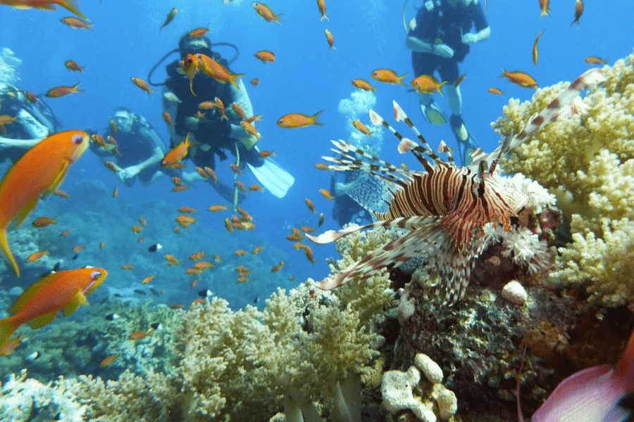 Sharm El Sheikh scuba diving, fun activity during our 12 Days Cairo, Nile Cruise & Sharm El Sheikh Tour