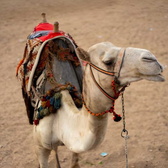 Itinerario especial de 5 Días en Egipto - El Cairo y El Oasis de Bahariya - Egypt Tours Group (ES)