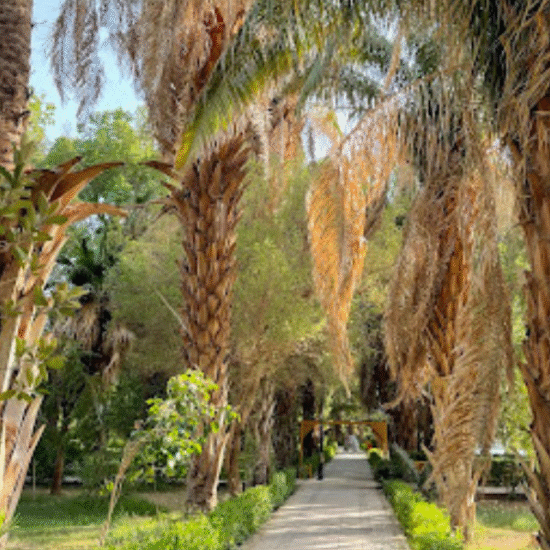 Botanical Garden of Aswan - Nile Boat Trip to Aswan Botanical Garden