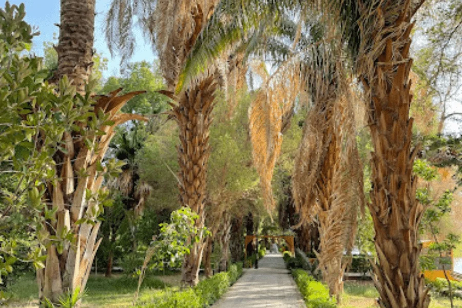 Botanical Garden of Aswan - Aswan Botanical Garden Nile Boat Trip
