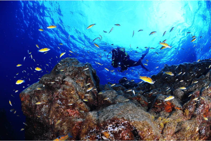Scuba diver swimming above a coral reef in Hurghada