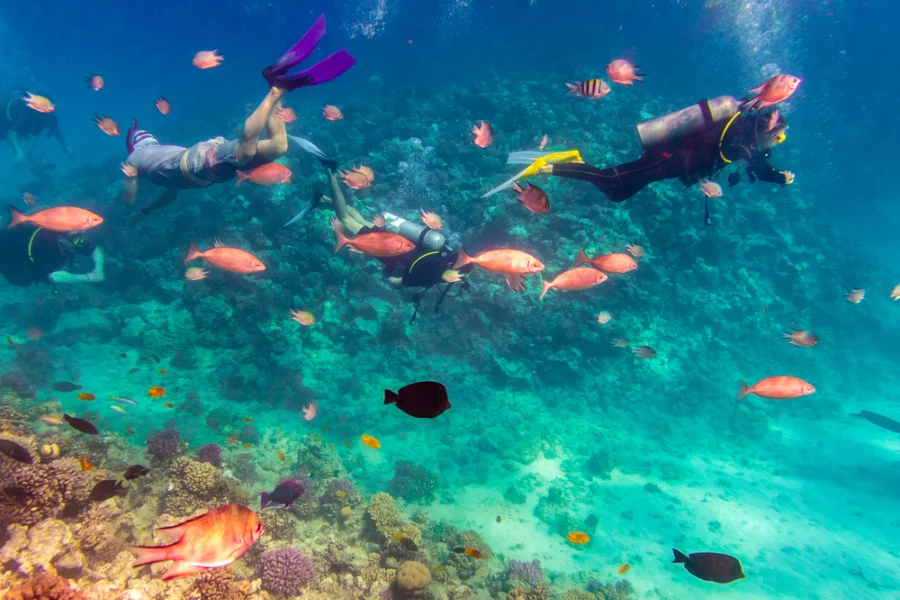 Snorkelers and fish in the Red Sea