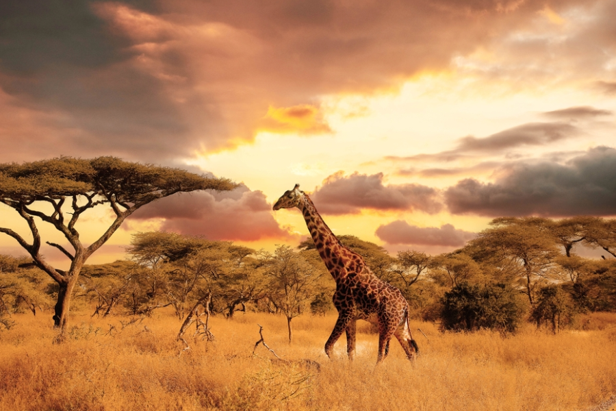 Best places to travel in July - Kenya