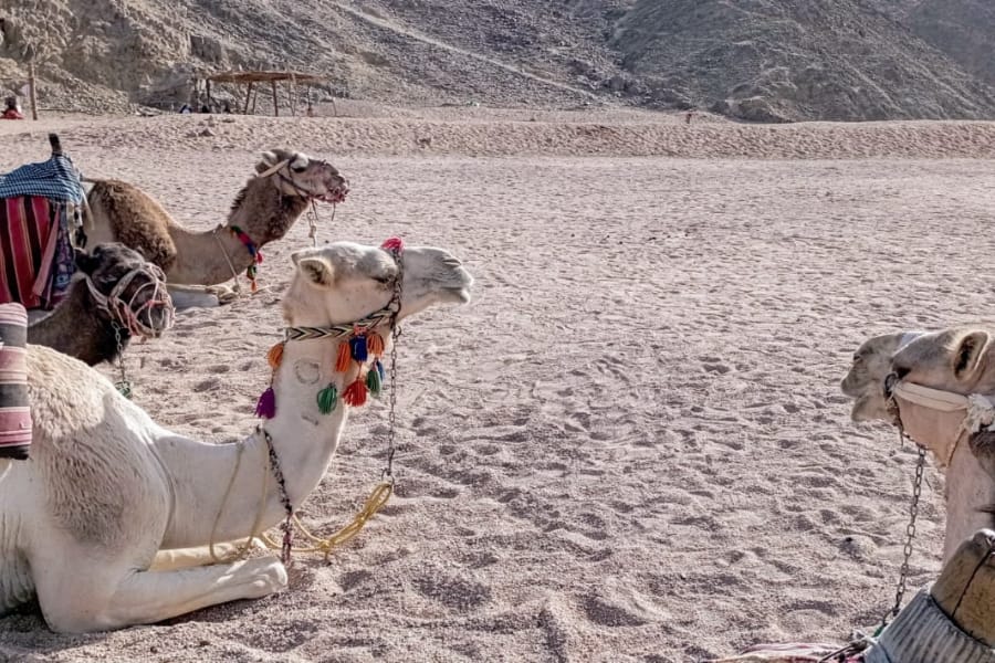 Camel Ride Hurghada