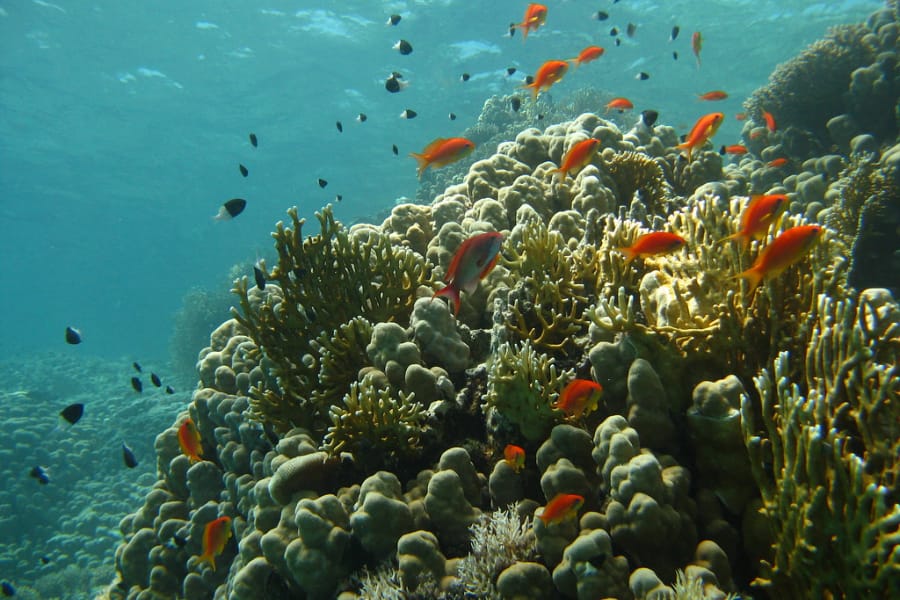 Snorkeling at El Gouna in the Red Sea – El Gouna Day Trips – Egypt Tours Group