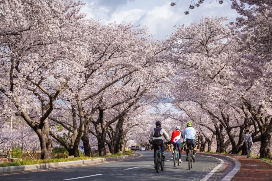 Best places to travel in April - Japan cherry blossoms