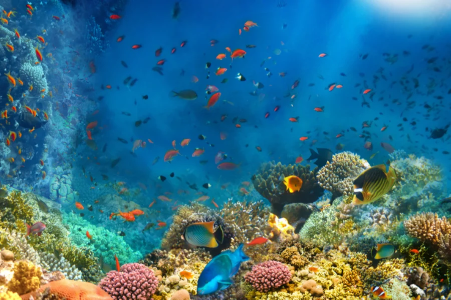 Best wildlife and marine destinations in June