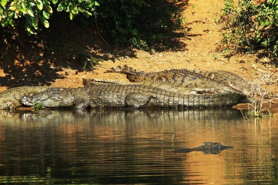 Nile Crocodiles - Egypt Tours Group