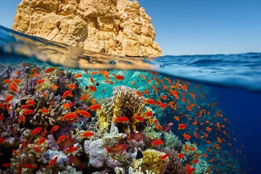 The amazing view of the Red Sea corals and reefs - Egypt -13 Day Egypt Tour Packages – Top Itineraries & Vacation Deals - Egypt Tours Group