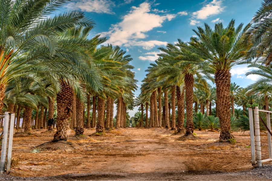 Wander around the marvelous palms in the village - El Heiz Village