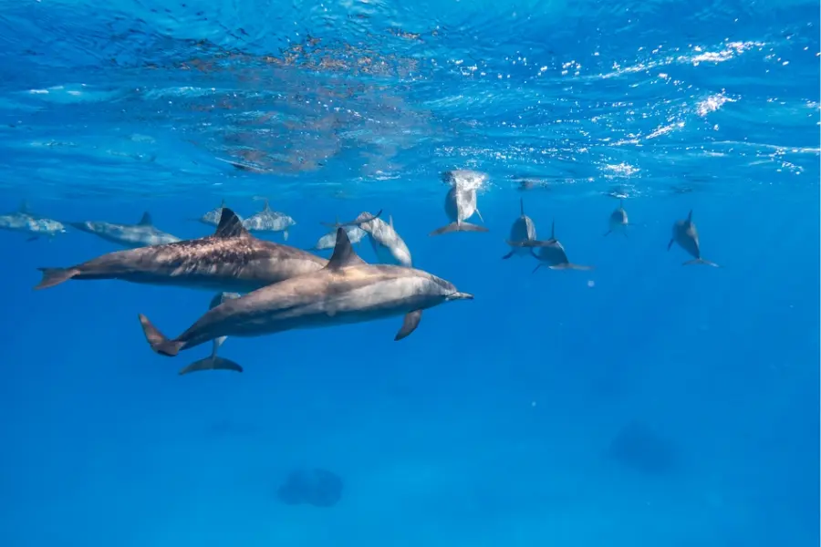 Things to do in Hurghada - Things to do in Hurghada: Islands, Red Sea Resorts & Adventures- Egypt Tours Group