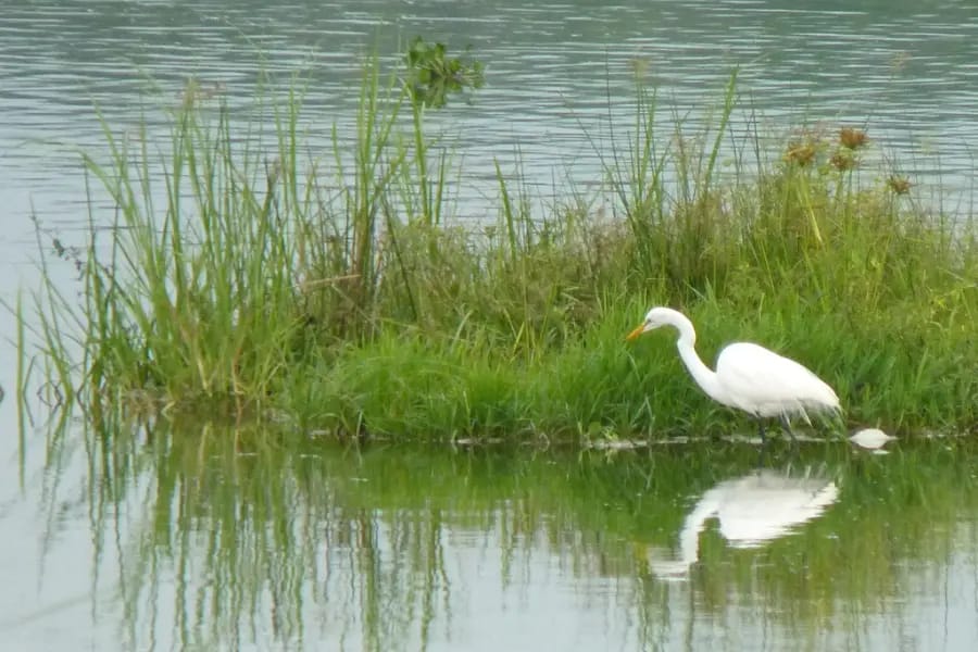 The Nile River Birds - Nile River Delta – Location, Map & Facts - Egypt Tours Group