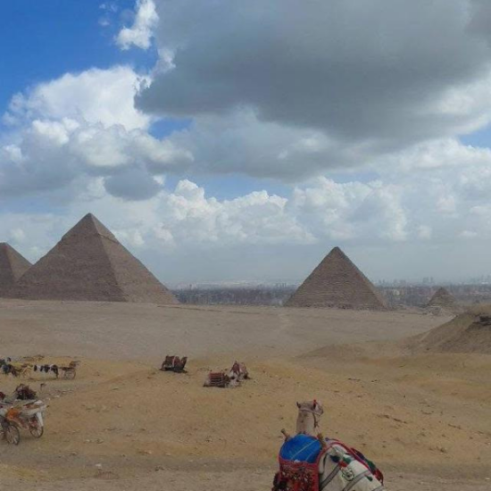 An elderly man visiting the Pyramids of Giza in the morning with camels