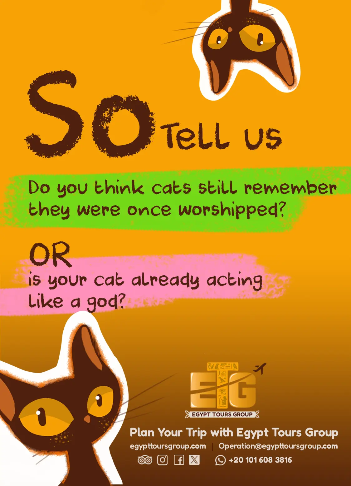 Do Cats Remember Being Worshipped in Ancient Egypt? Cat with confident posture symbolizing ancient Egyptian beliefs about divine cats