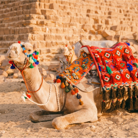 Camel standing in front of the Pyramids of Giza