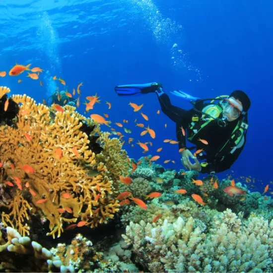 Tourist snorkeling coral reef Hurghada, a part of our 12 Days Cairo, Nile Cruise & Sharm El Sheikh Family Tour