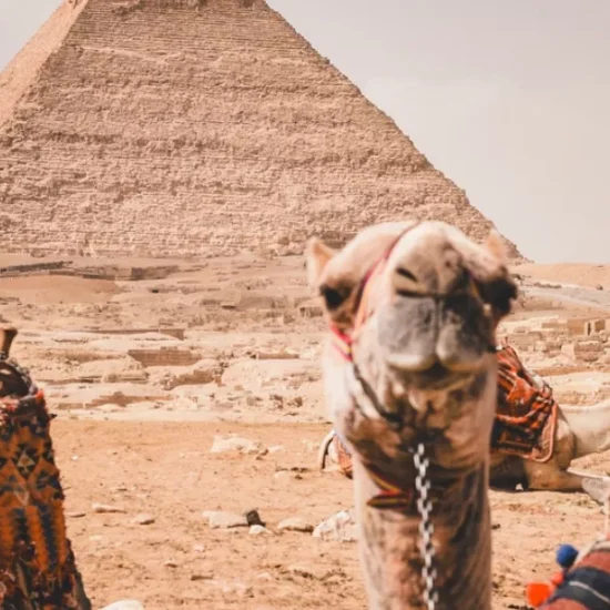 Camel in front of the Pyramids of Giza a part of our 12 Days Cairo, Hurghada, Alexandria, Luxor & Aswan Family Tour