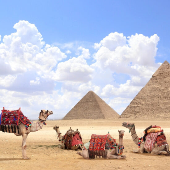 Camels in the desert with the Pyramids of Giza during our 6 Days Egypt Tour Package
