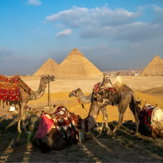 Camels in front of the Pyramids of Giza, part of our 6 Days Cairo, Luxor & Aswan Affordable Tour