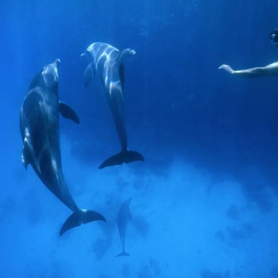 Child playing with dolphins in the sea