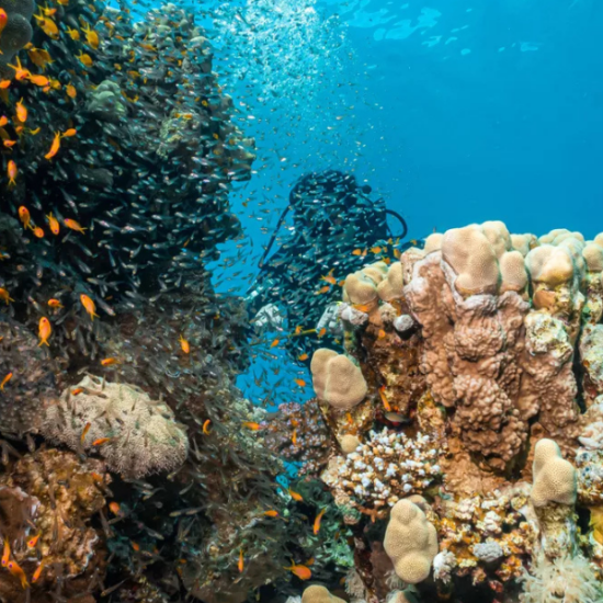 Person diving in the Red Sea in Hurghada, 9 Days Cairo, Luxor & Hurghada Budget Tour