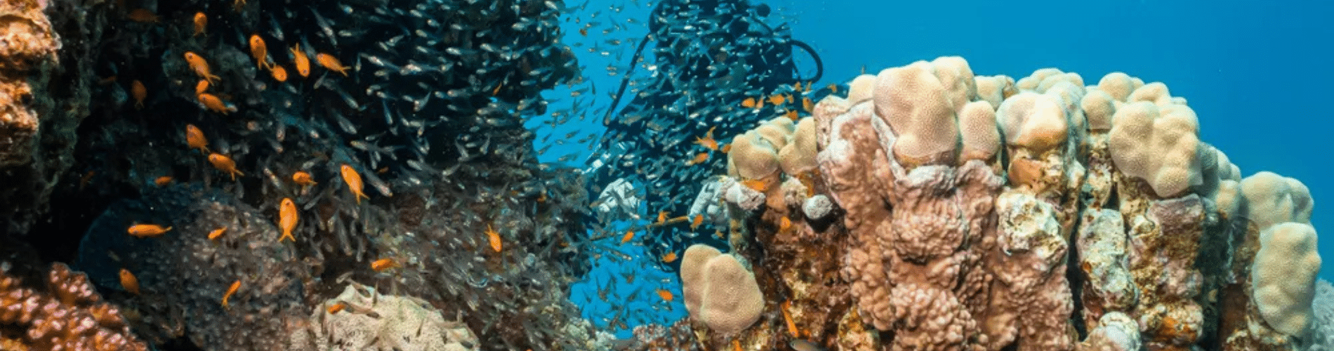 Person diving in the Red Sea in Hurghada, A part of our 9 Days Cairo, Luxor & Hurghada Budget Tour